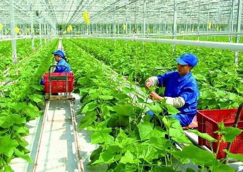 政策支持農(nóng)戶合作社與公司模式 琪金食品數(shù)字化轉(zhuǎn)型與麥秸畫產(chǎn)業(yè)的探索